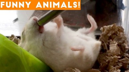 Funniest Pets of the Week Compilation February 2018 _ Funny Pet Videos