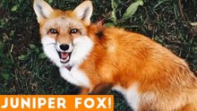 Funniest Juniper Fox Video Compilation _ Funny Pet Videos