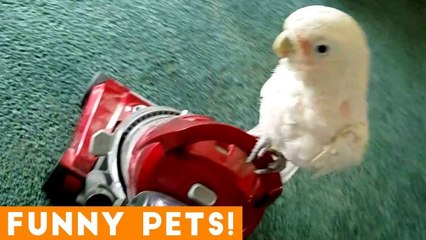Funniest Pets of the Week Compilation February 2018 _ Funny Pet Videos