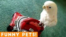 Funniest Pets of the Week Compilation February 2018 _ Funny Pet Videos