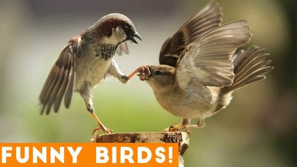 Funny Parrot & Bird Videos Weekly Compilation 2018 _ Funny Pet Videos
