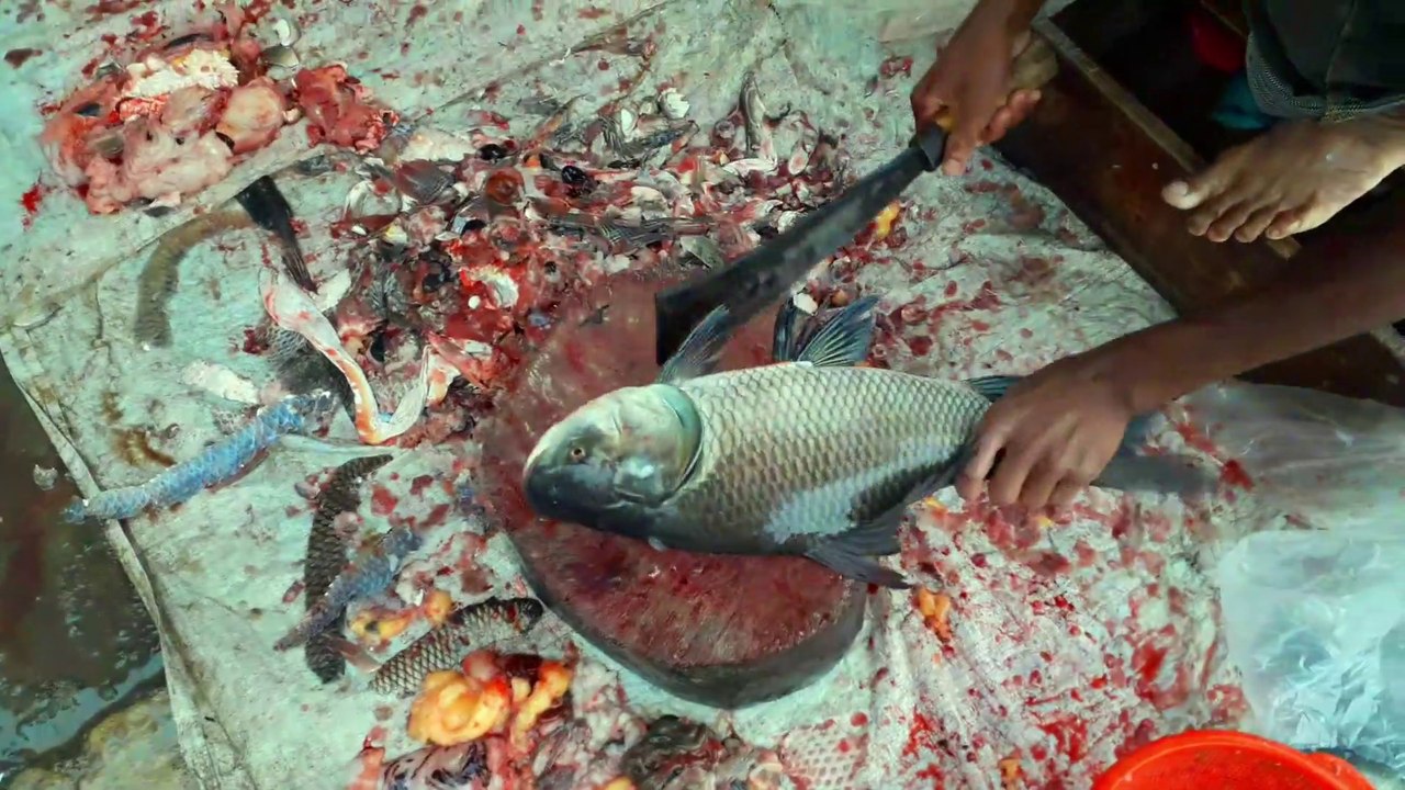 Live Catla Fish Cutting By An Expert Fish Cutting