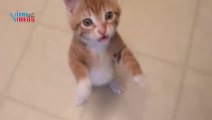 Funny Cats and Kittens Meowing Compilation - Cats & Kittens Videos Compilation