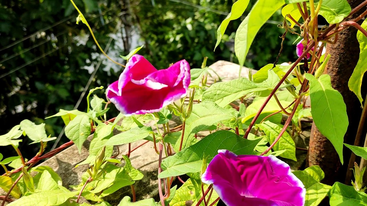 Beautiful Plants In My House ||  Morning glory, Nayantara ,Aparajita, Dopati and many more ||