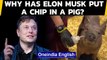 Elon Musk's Neuralink puts chip in pig's brain to achieve this... | Oneindia News