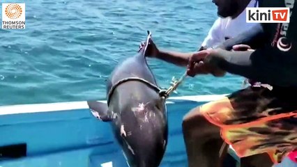 Dying mother dolphin struggles to save baby in Mauritius lagoon after oil spill