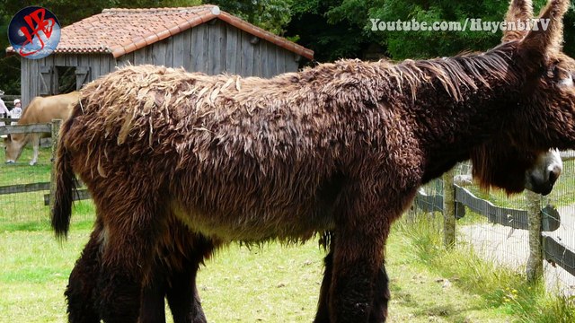 Bạn quá tinh khôn tôi quá dại khờ, chẳng thích hợp chơi cùng nhau