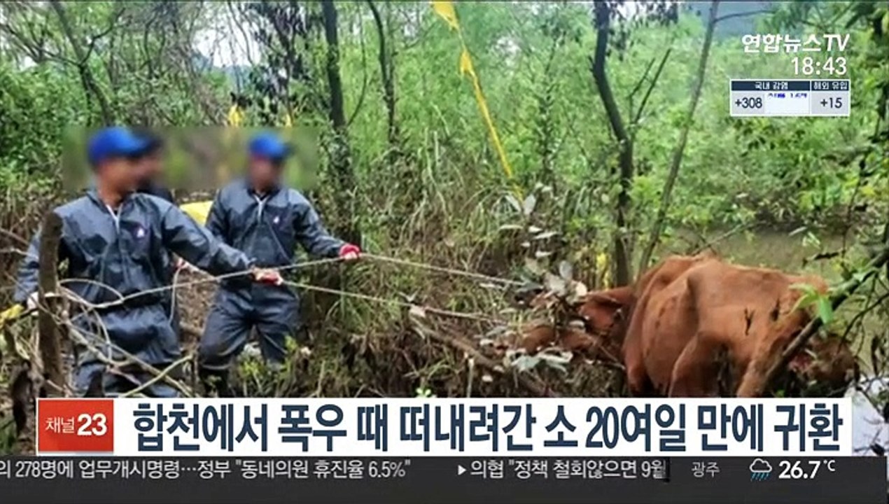합천에서 폭우 때 떠내려간 소 20여일 만에 귀환