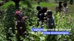 Afghanistan: touchés par le virus, les chômeurs se tournent vers l'opium pour gagner de l'argent