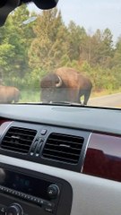 Charging Bison Changes Course