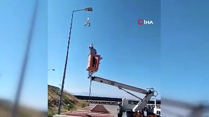 Bitlis’te yere atılan maske martının ayağına takılmasıyla konduğu direkte mahsur kaldı