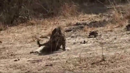 شاهد كيف انقذ قطيع الغوريلا غزال إمبالا من كمين النمر الفهد ضد البابون