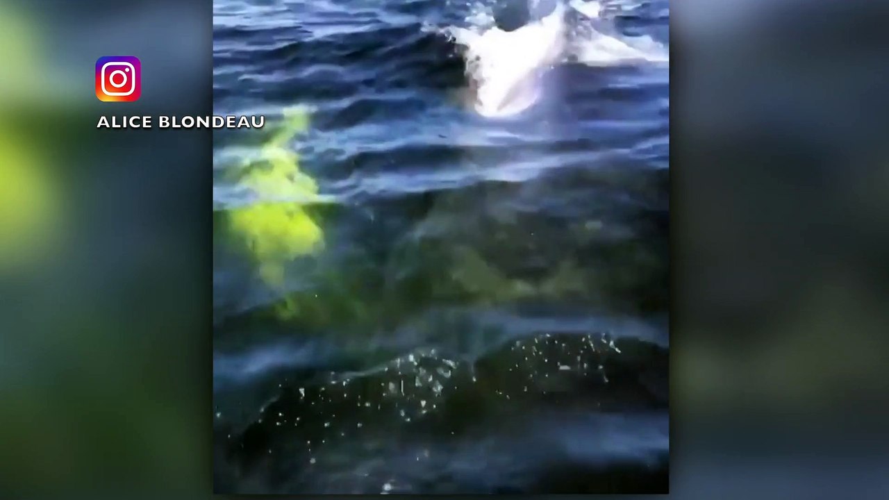 Des baleines se montrent en spectacle au Parc marin du Saguenay-St-Laurent