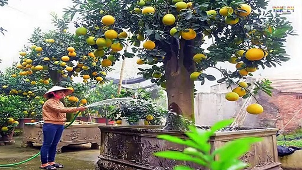 WOW! Amazing New Agriculture Technology - Grapefruit tree