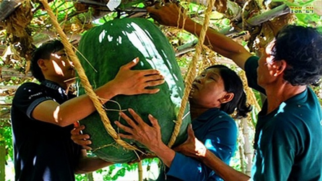 WOW! Amazing Biggest Fruit & Vegetable in The World - New agriculture technologies