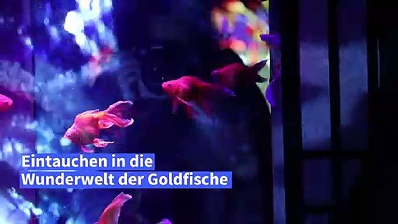 Lebendes Kunstwerk: Wunderwelt der Goldfische