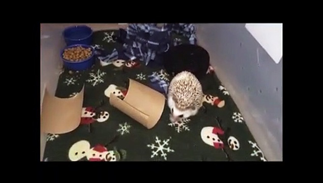 A day with my hedgehog  -)