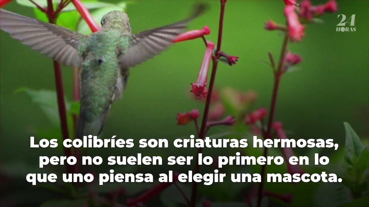 Celebridades que tienen mascotas extravagantes