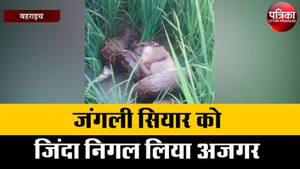 जंगली सियार को जिंदा निगल लिया अजगर