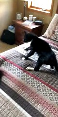 Cats Have Cross Conversation on Comforter