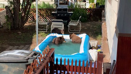 Three Cool Cubs Splash Around in Backyard Pool