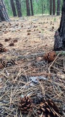 Gentle Giant of the Woods