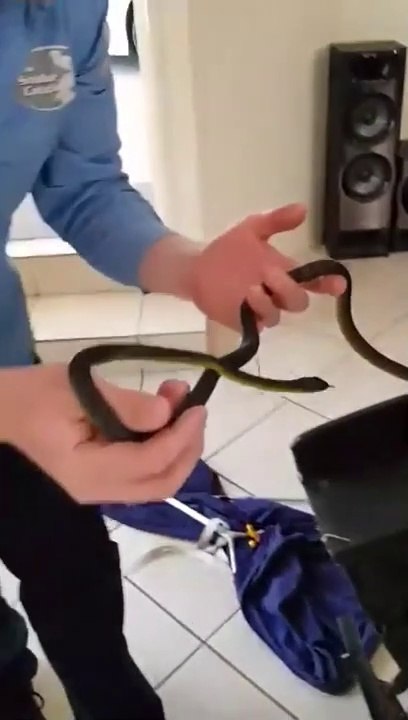 Ce qu'il découvre dans le canapé fait froid dans le dos... Serpent bien caché