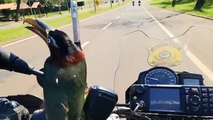 Tucano 'pega carona' em motocicleta da PRF, em Foz do Iguaçu