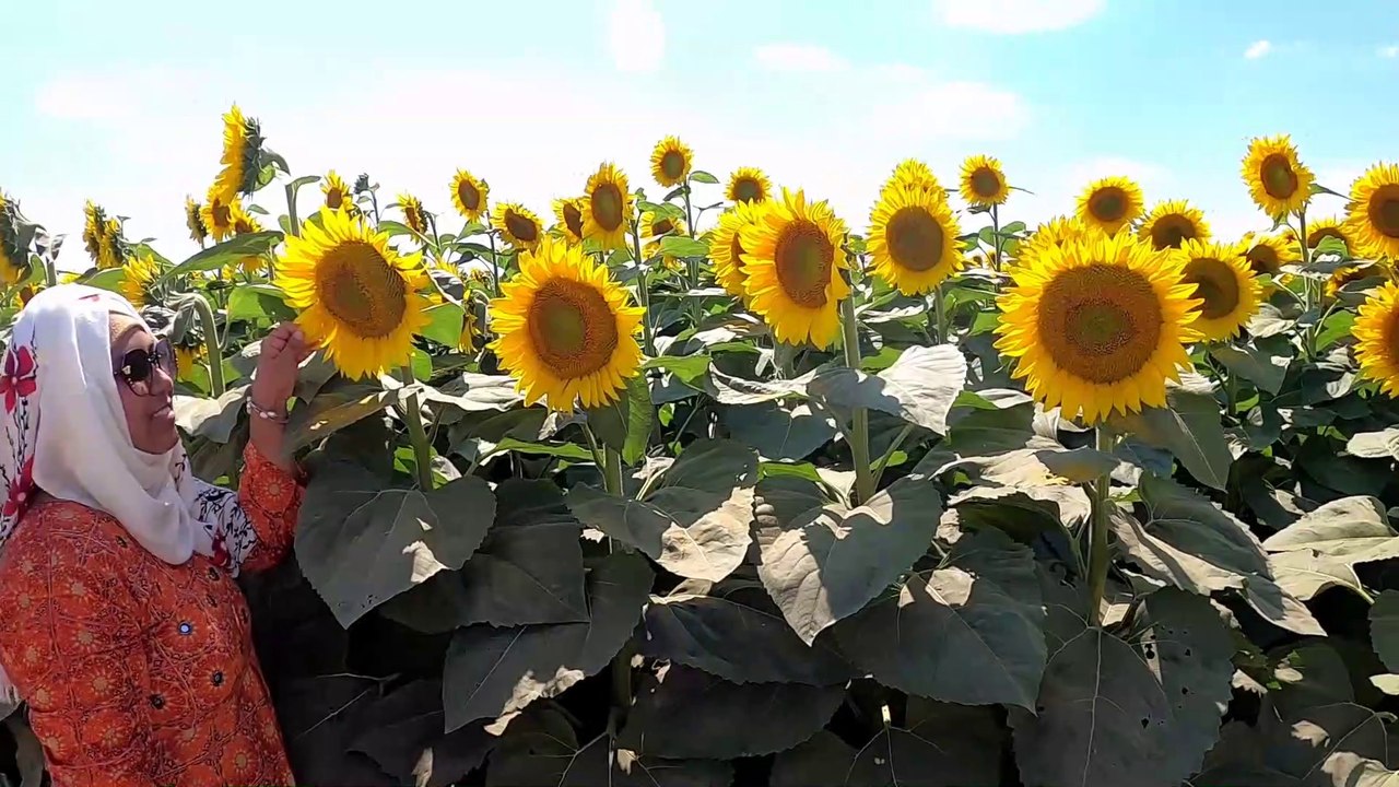 Sunflower Tour || Dixie Orchards || ON || Canada