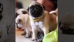 Adorable Pug Compilation - Cute Dog Videos | Funny Vines