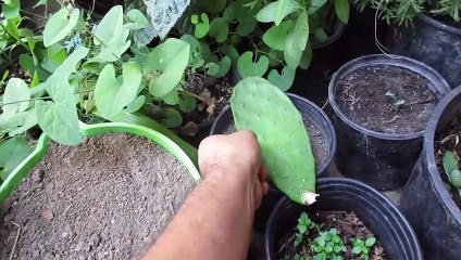 Como Plantar un Nopal Tierno de La Tienda