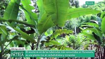 Cultivando Patria 30AGO2020 | Conuco agroecológico