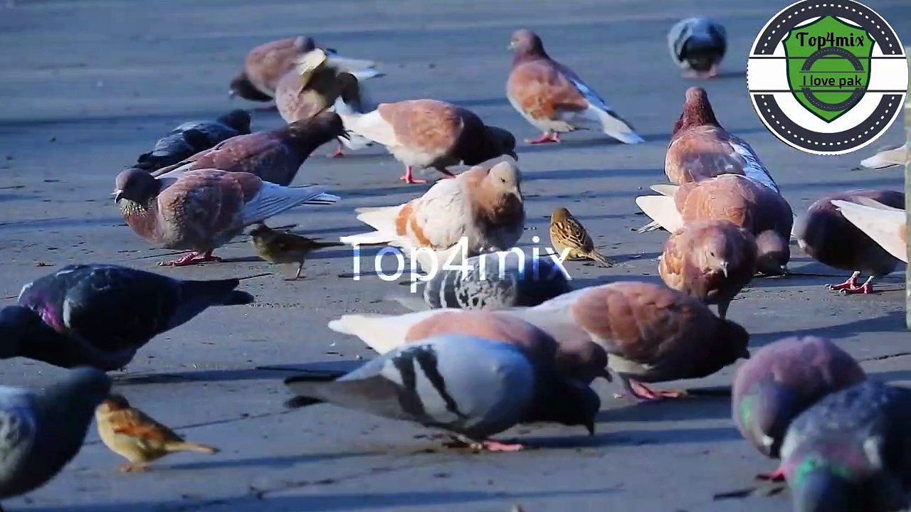 #top4mix ||pigeons