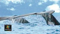 tn7-ballenas-gigantes-visitan-parque-marino-290820