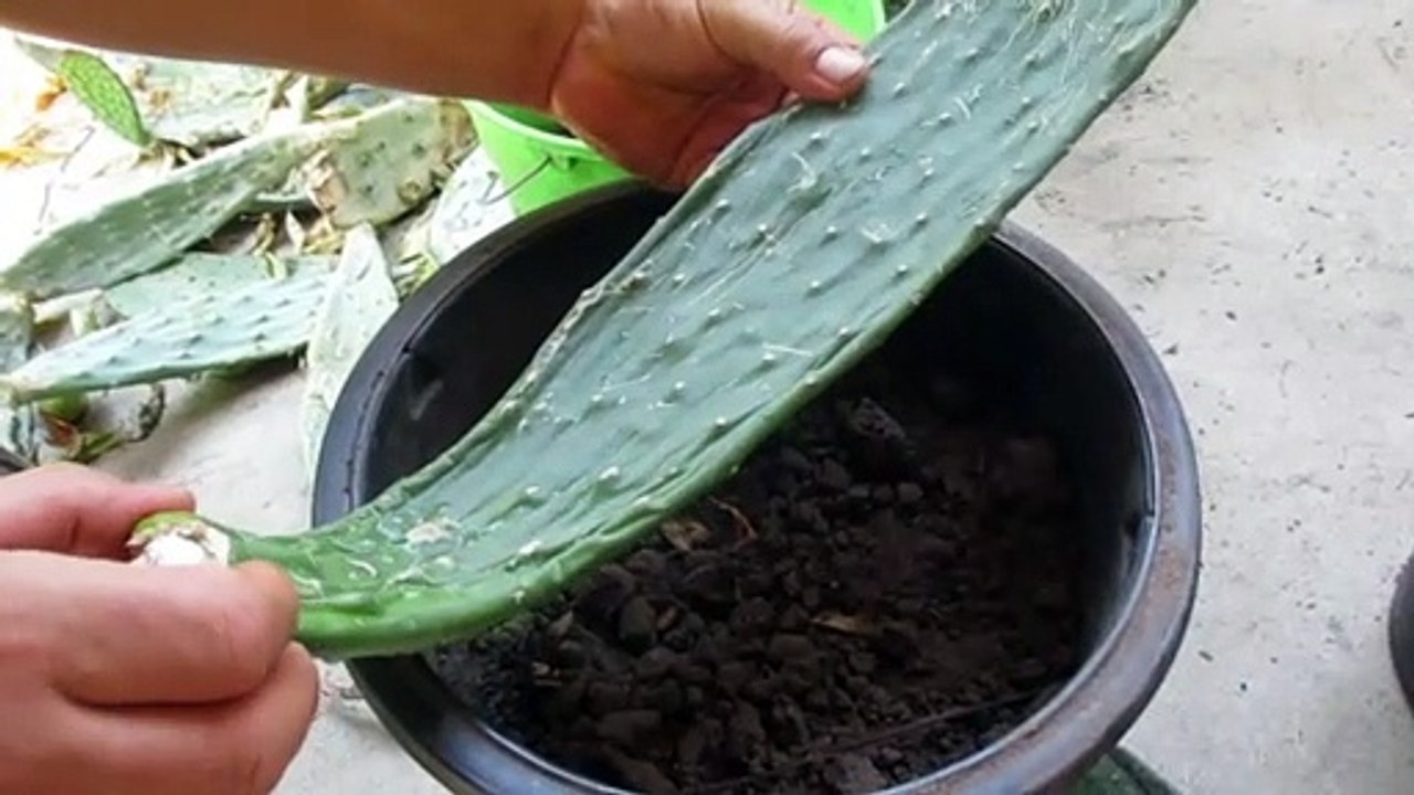 Como Plantar un Nopal de Manera Tradicional
