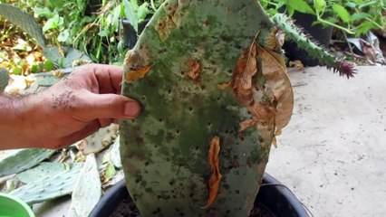 Como Plantar una Penca de Xoconostle de Manera Tradicional