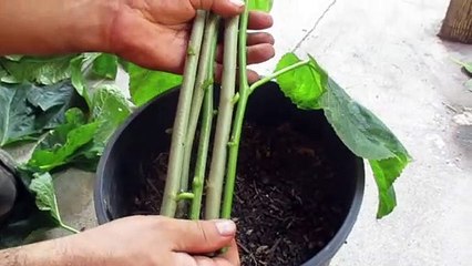 Como Enraizar Moras sin Quimicos