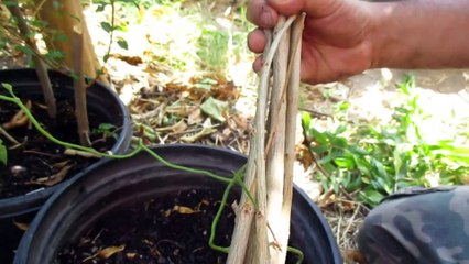 Como Enraizar (Clonar) una Planta de Granada sin Quimicos