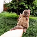 Cute baby animals Videos Compilation cutest moment of the animals - Soo Cute #16