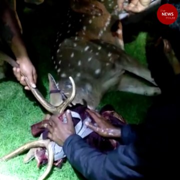 Deer rescued from Bengaluru restaurant after being chased by feral dogs