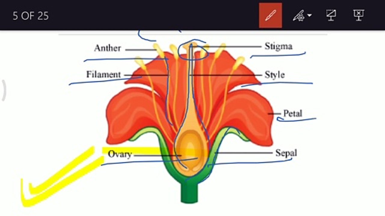 y2mate.com - NCERT Ch-2 Sexual Reproduction in Flowering plants class 12 Biology Full Explana_1