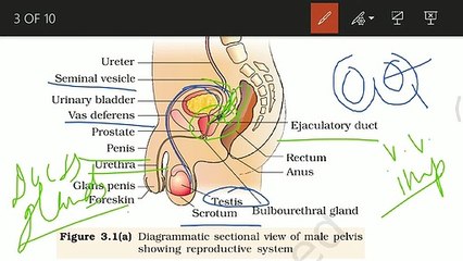 HUMAN REPRODUCTION ( Male Reproductive System) Class 12 Lecture 1 for NEETAIIMS and boards_1