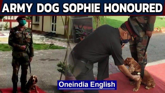 Army dog Sophie honoured with the Chief of Army Staff commendation medal: Watch | Oneindia News