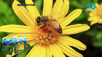 Born to be Wild: The Urban Pollinators