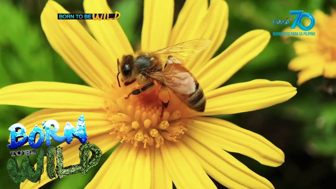 Born to be Wild: The Urban Pollinators