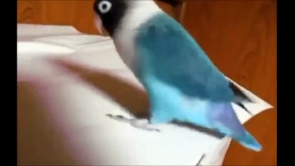 Les animaux aiment la danse Irlandaise!!