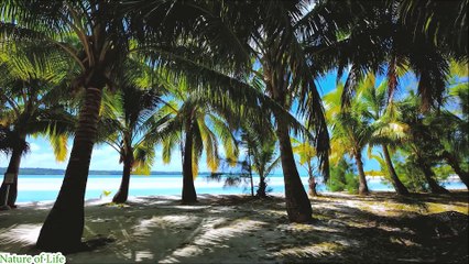 Music Piano Relaxing-Lofi-Chill Nature of Life