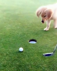Dog places ball in hole then much excite