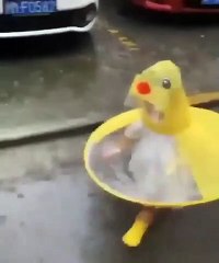 The sweetest fun thing ever, the kids is gorgeous