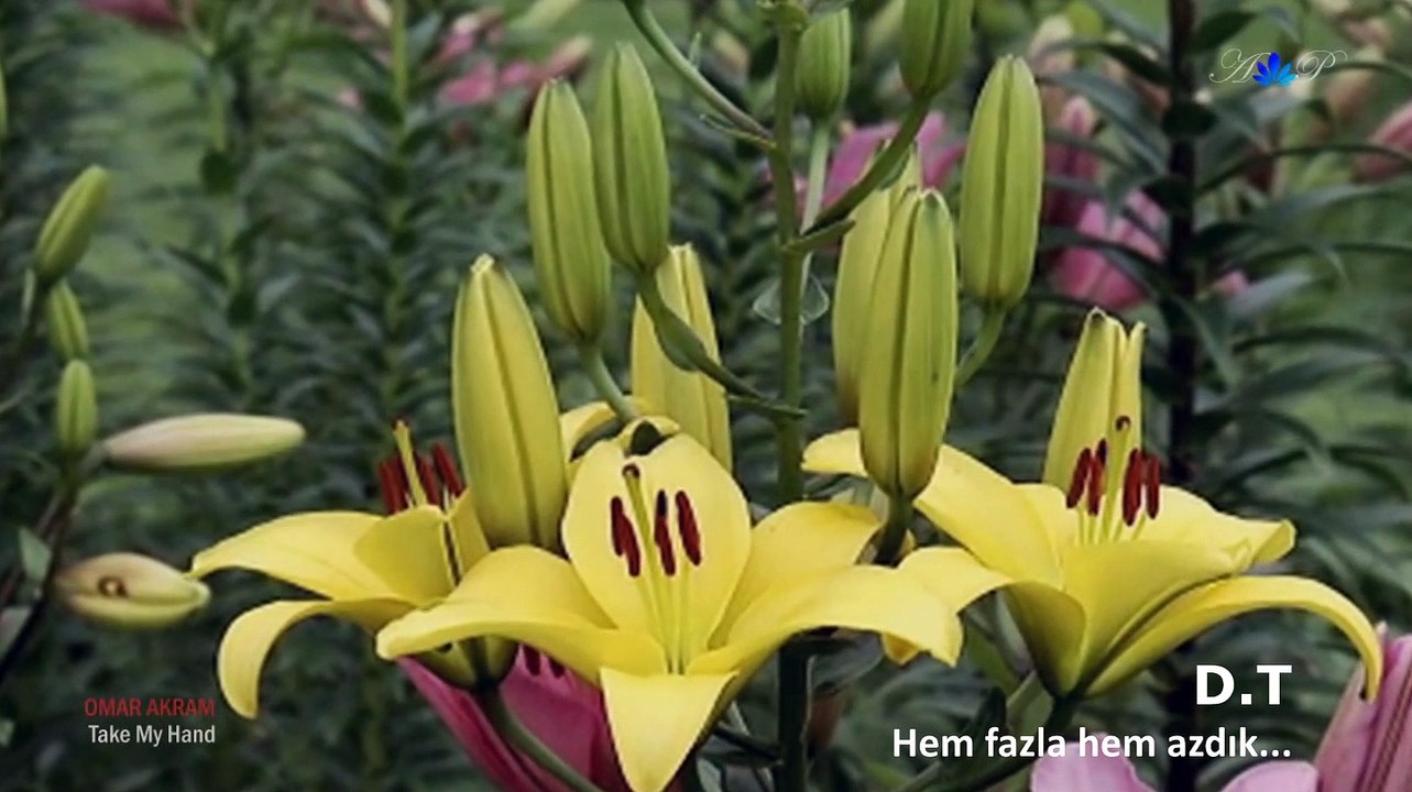 D.T - Hem fazla hem azdık...